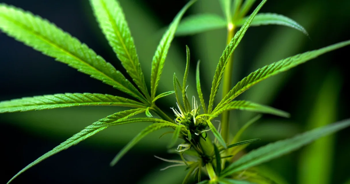Maconha: O Que É, Efeitos no Corpo e na Mente